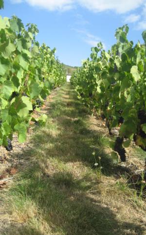 vignes14.jpg